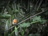 rouge_gorge