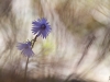 200_DSC_2232R1