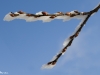 Bourgeons