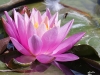 Nénuphar