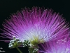Albizia