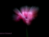 IMG_7362 (800x533)