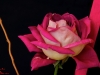 au-nom-de-la-rose