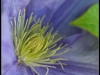 clematite-mdp_9340-copie