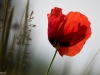 coquelicots10