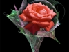 rose