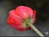 tulipe_9549-copie