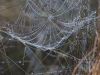 _LAN1457