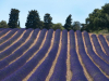 Lavandes-provence