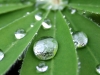 Diam's d'eau