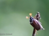 IMG_8030 (800x534)