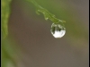 Goutte d'eau