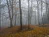 Sous-bois_brouillard-Picardie-1